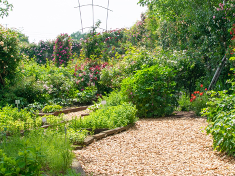 ウッドチップによるマルチング写真